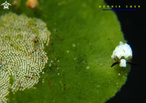 A Costasiella usagi