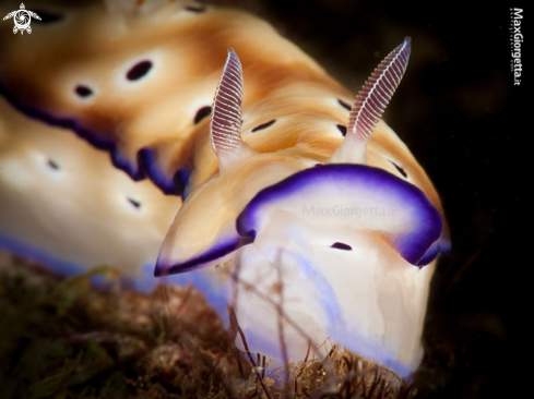 A nudibranch - Hipselodoris tryoni