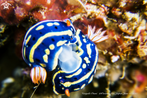 A Hypselodoris festiva | Nudibranch