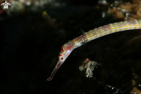 A Pipefish