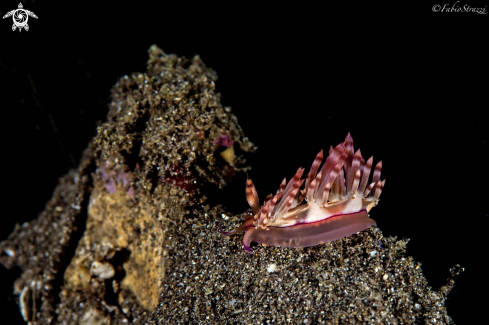 A Flabellina rubrolineata