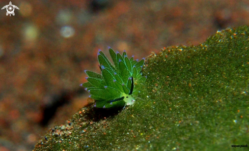 A costasiella