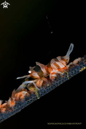 A Wire coral shrimp