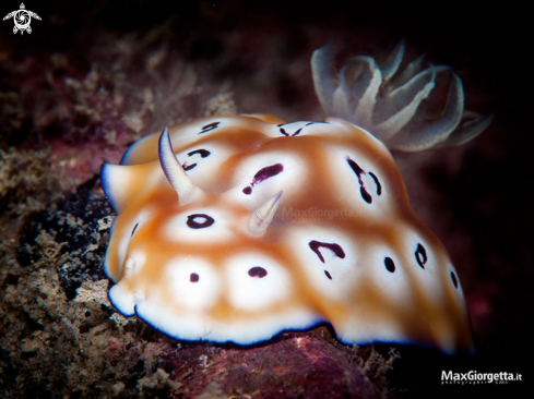 A nudibranch - Goniobranchus leopardus