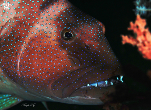 A Coral Grouper