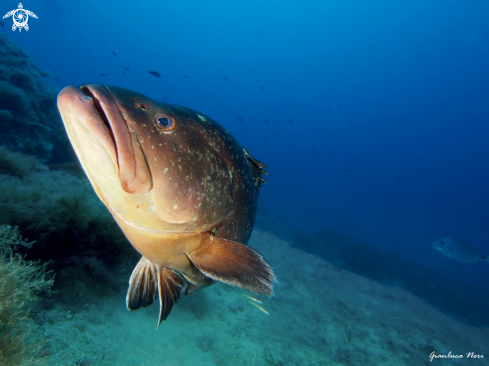 A Epinephelus marginatus | Grouper