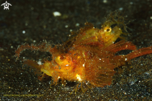 A Scorpionfish