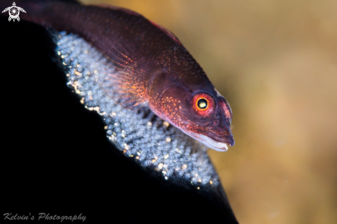 A Goby