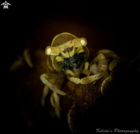 A Whip coral shrimp