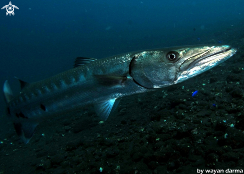 A barracuda 