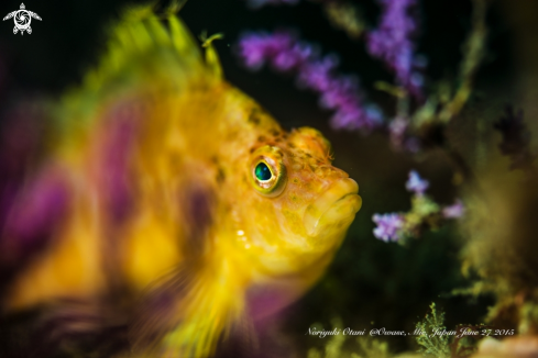 A Yellow hawkfish