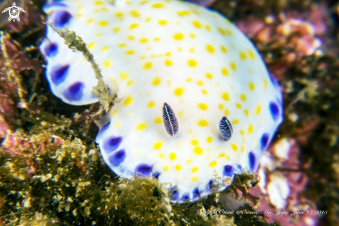 A Goniobranchus aureopurpureus | Nudibranch