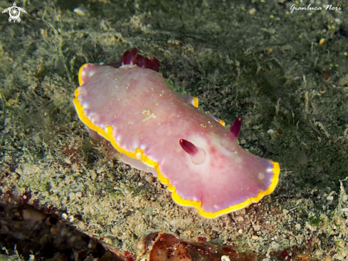 A Felimida purpurea | Nudibranch