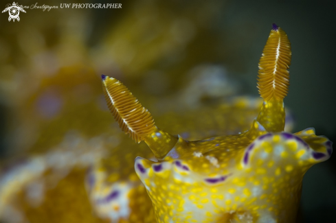 A Nudibranco