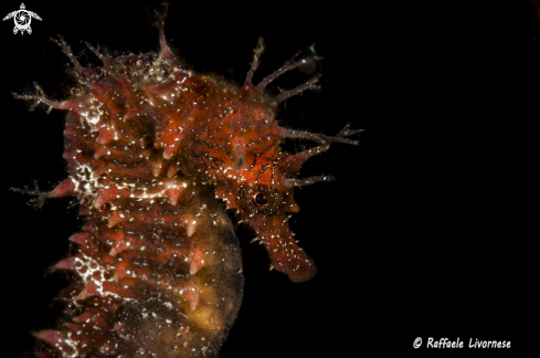 A Hippocampus guttulatus | Seahorse