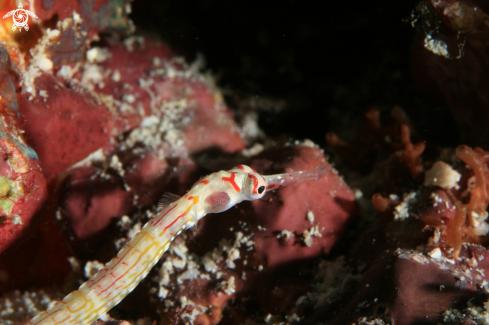 A Pipefish