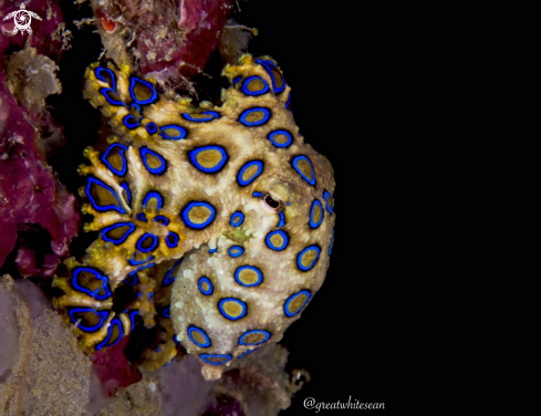 A Hapalochlaena | Blue Ring Octopus