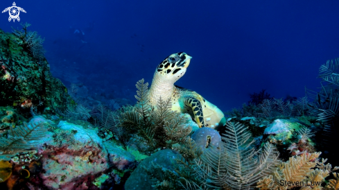 A Sea Turtle