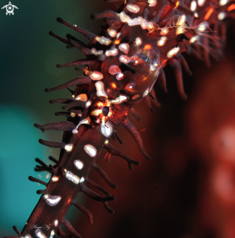 A Ghost Pipefish