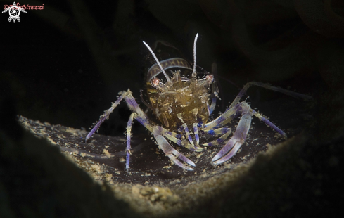 A Periclemenes amethysteus