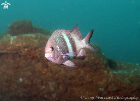 A Girdled Scalyfin