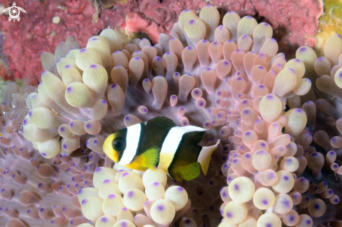 A Anemonefish