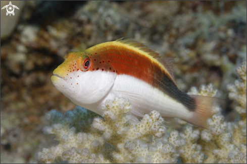 A Freckled Hawkfish