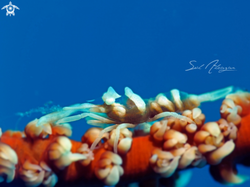 A Zanzibar whip coral shrimp