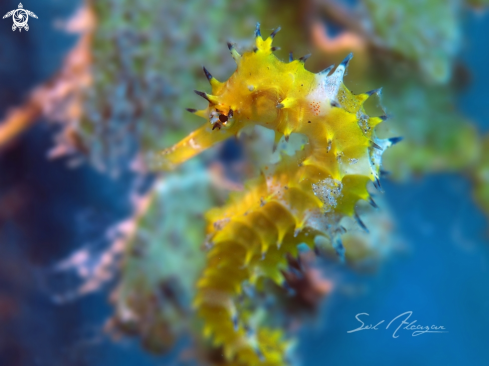 A Thorny Seahorse