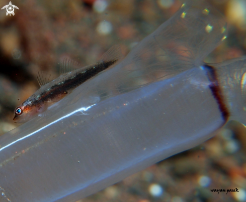 A GOBY