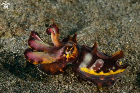 A flamboyant cuttlefish