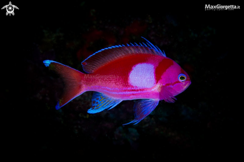 A squarespot anthias 