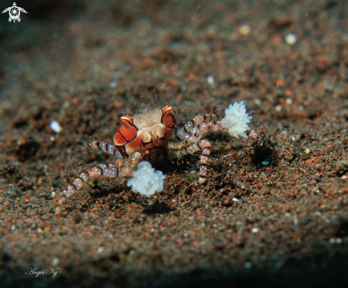 A Boxer crab