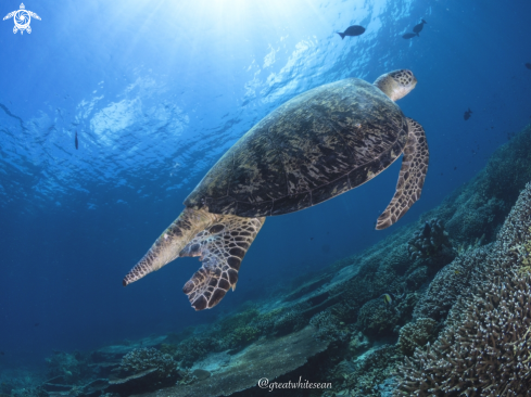 A Green Turtle