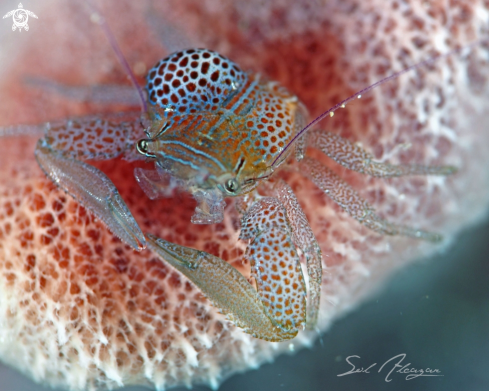 A porcelain crab with parasite