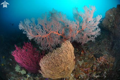 A Sea fan