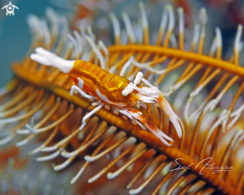 A crinoid shrimp