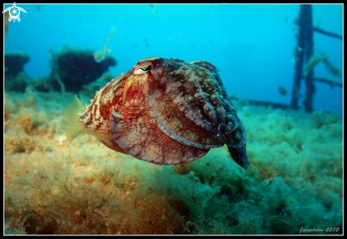 A cuttlefish