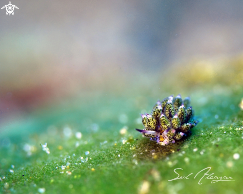 A nudibranch