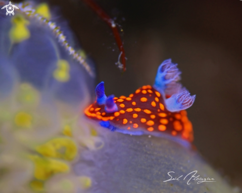 A nembrotha sp