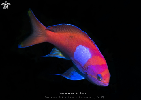 A Anthias