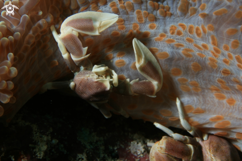 A Petrolisthes galathinus | Porcelain Crab