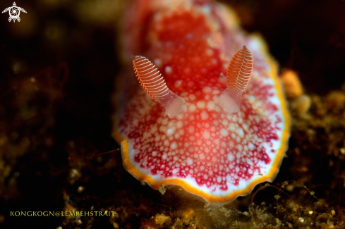 A Nudibranch