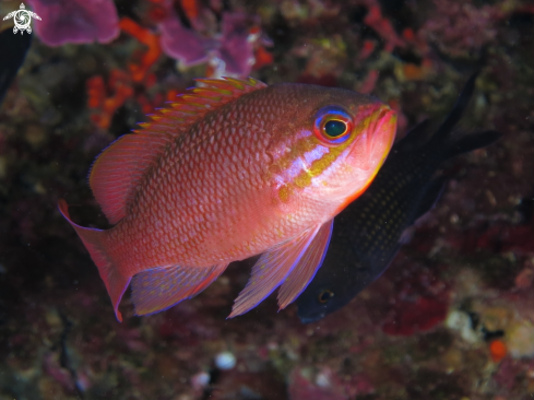 A Anthias