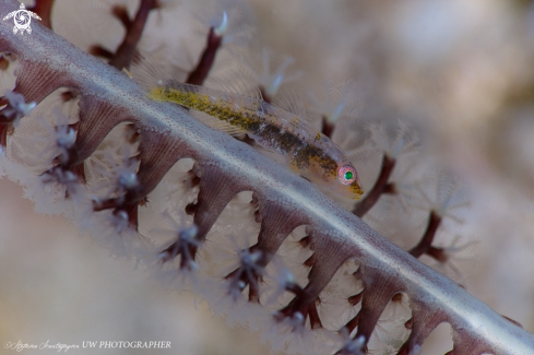 A  Pleurosicya mossambica (Ghostgoby)