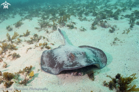 A Smooth bullray