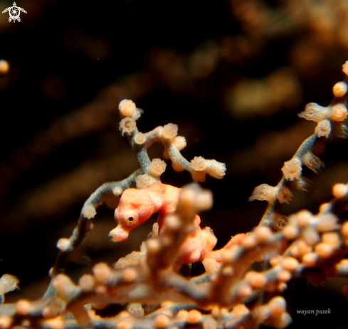 A pygmy seahorse