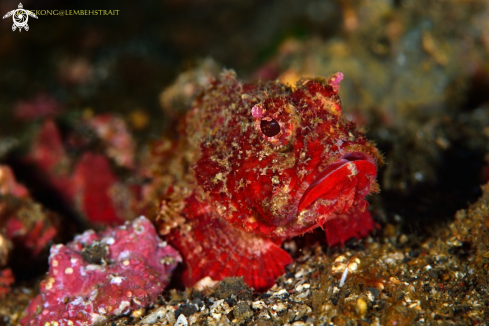 A Scorpionfish