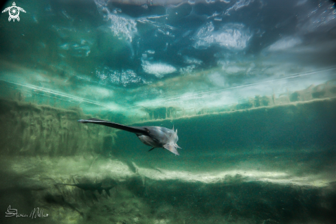 A Polyodon Spathula | American Paddlefish