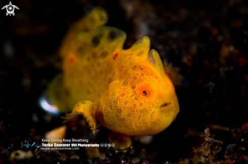 A Frogfish Juvenile